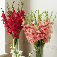 Thumbnail for Bulbi Gladiole Duo Rosu & Roz 10 buc