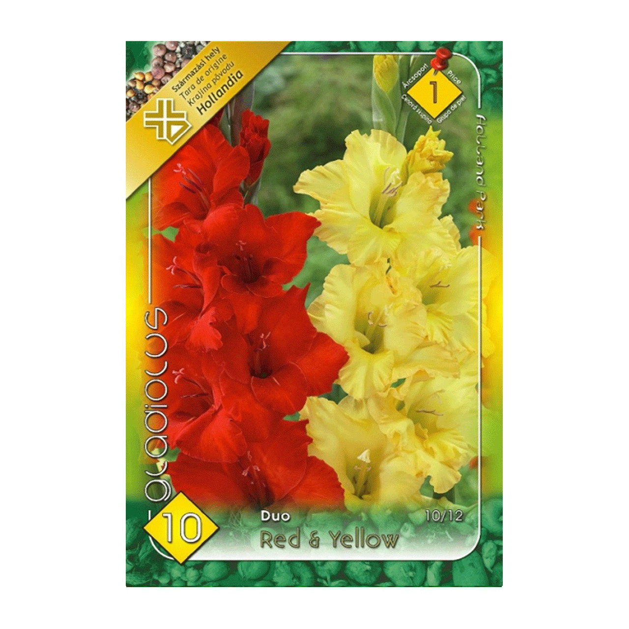 Bulbi Gladiole Duo Rosu & Galben 10 buc