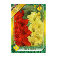 Thumbnail for Bulbi Gladiole Duo Rosu & Galben 10 buc