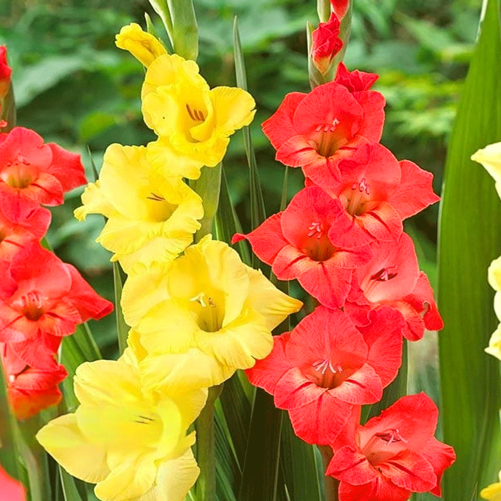 Bulbi Gladiole Duo Rosu & Galben 10 buc