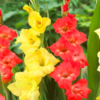 Thumbnail for Bulbi Gladiole Duo Rosu & Galben 10 buc