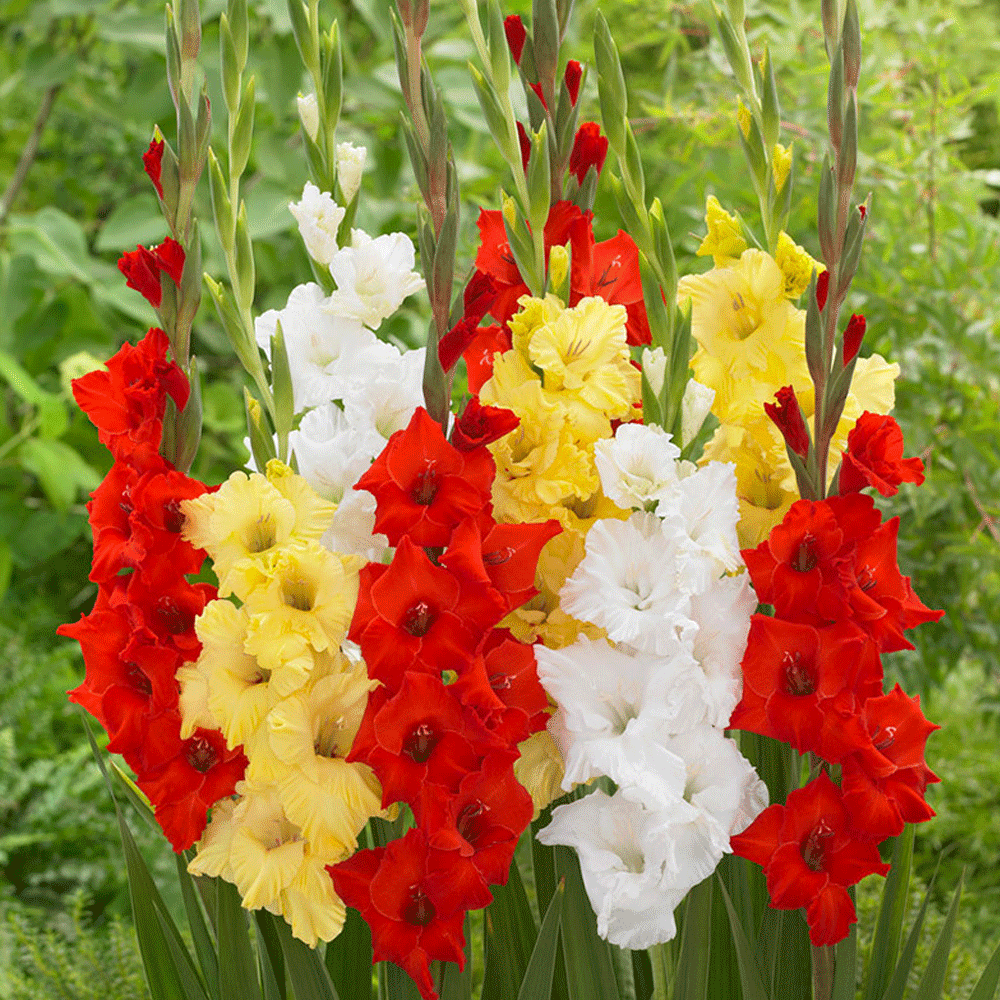 Bulbi Gladiole Duo Rosu & Galben 10 buc