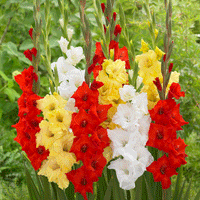 Thumbnail for Bulbi Gladiole Duo Rosu & Galben 10 buc