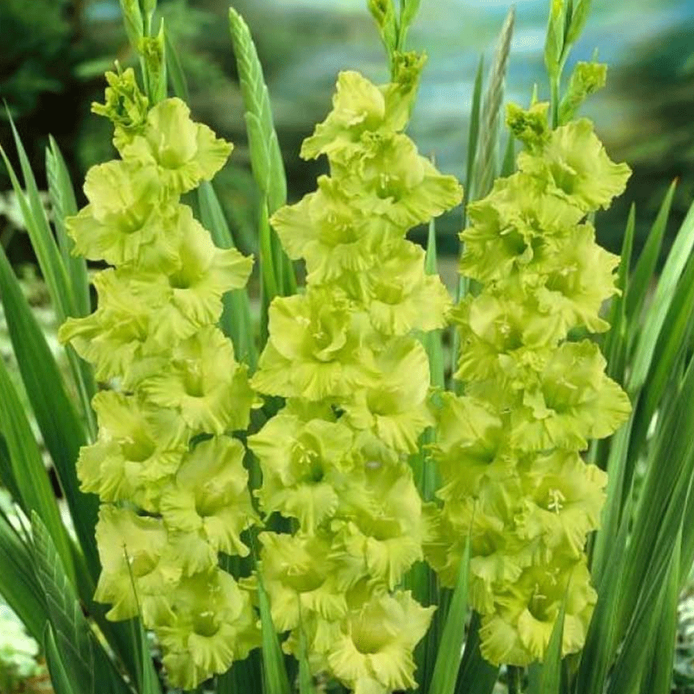 Bulbi Gladiole Green Star 8 buc