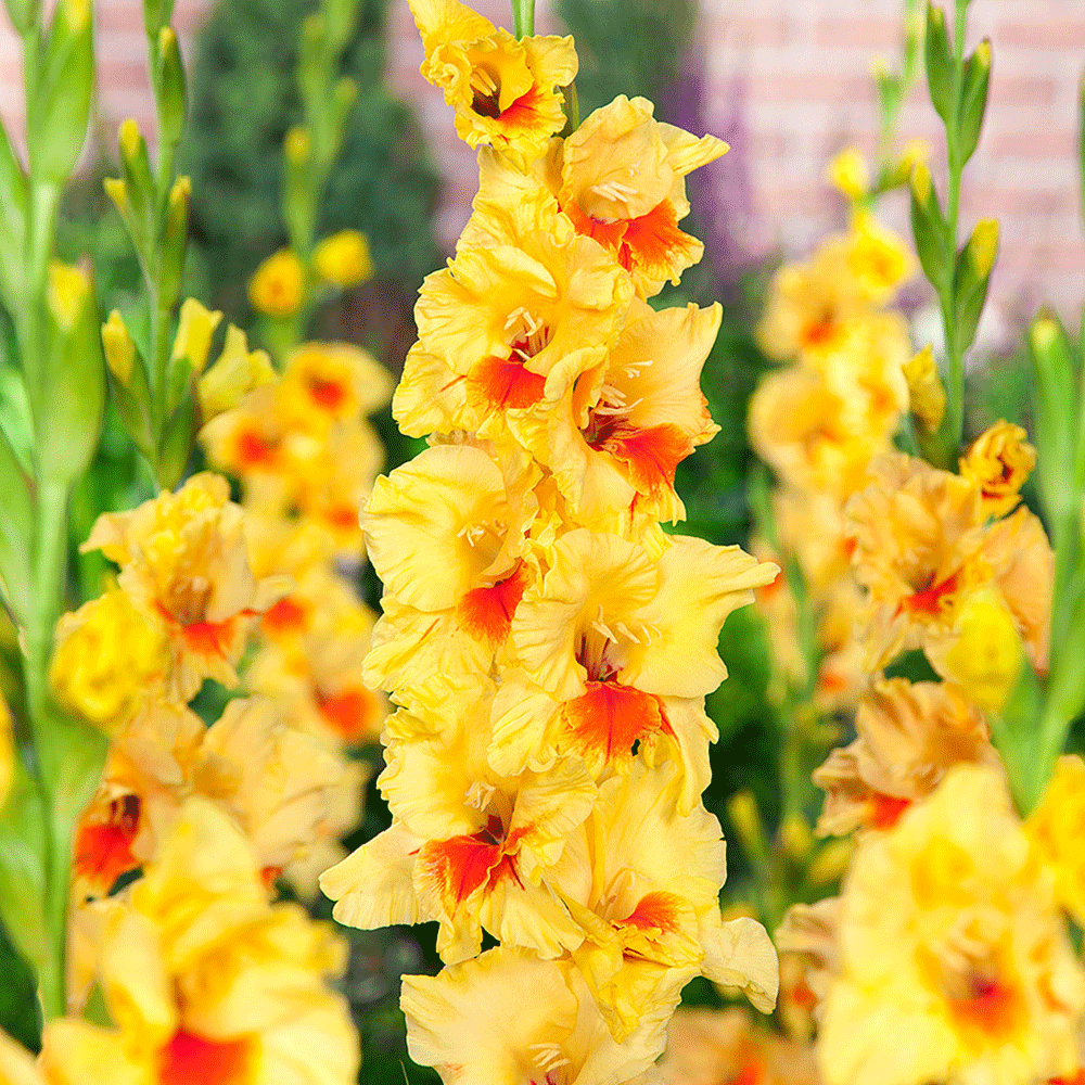 Bulbi Gladiole Jester 10 buc