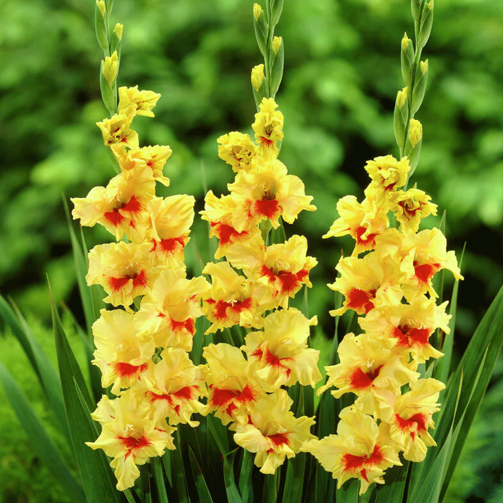 Bulbi Gladiole Jester 10 buc