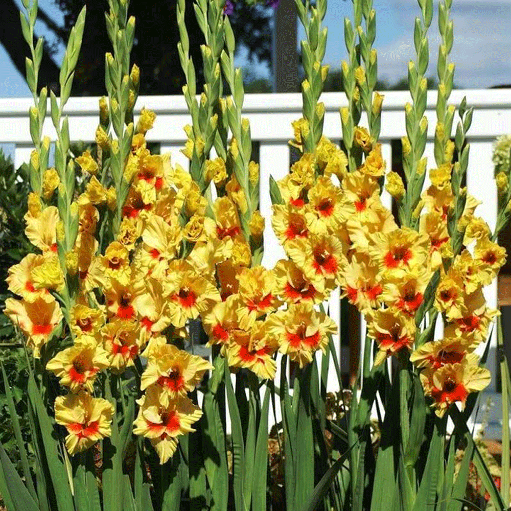 Bulbi Gladiole Jester 10 buc