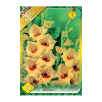 Thumbnail for Bulbi Gladiole Jester 10 buc