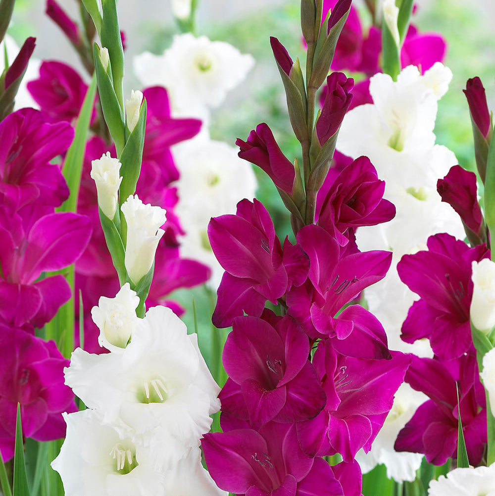 Bulbi Gladiole Duo Mov & Alb 10 buc