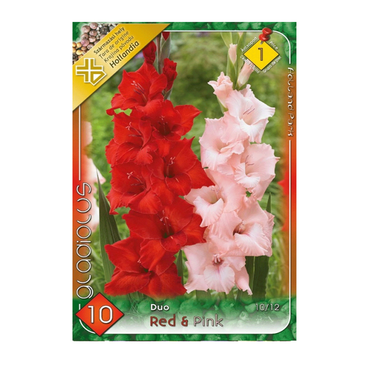 Bulbi Gladiole Duo Rosu & Roz 10 buc