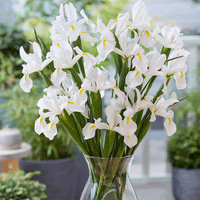 Thumbnail for Bulbi Iris White van Vliet 10 buc