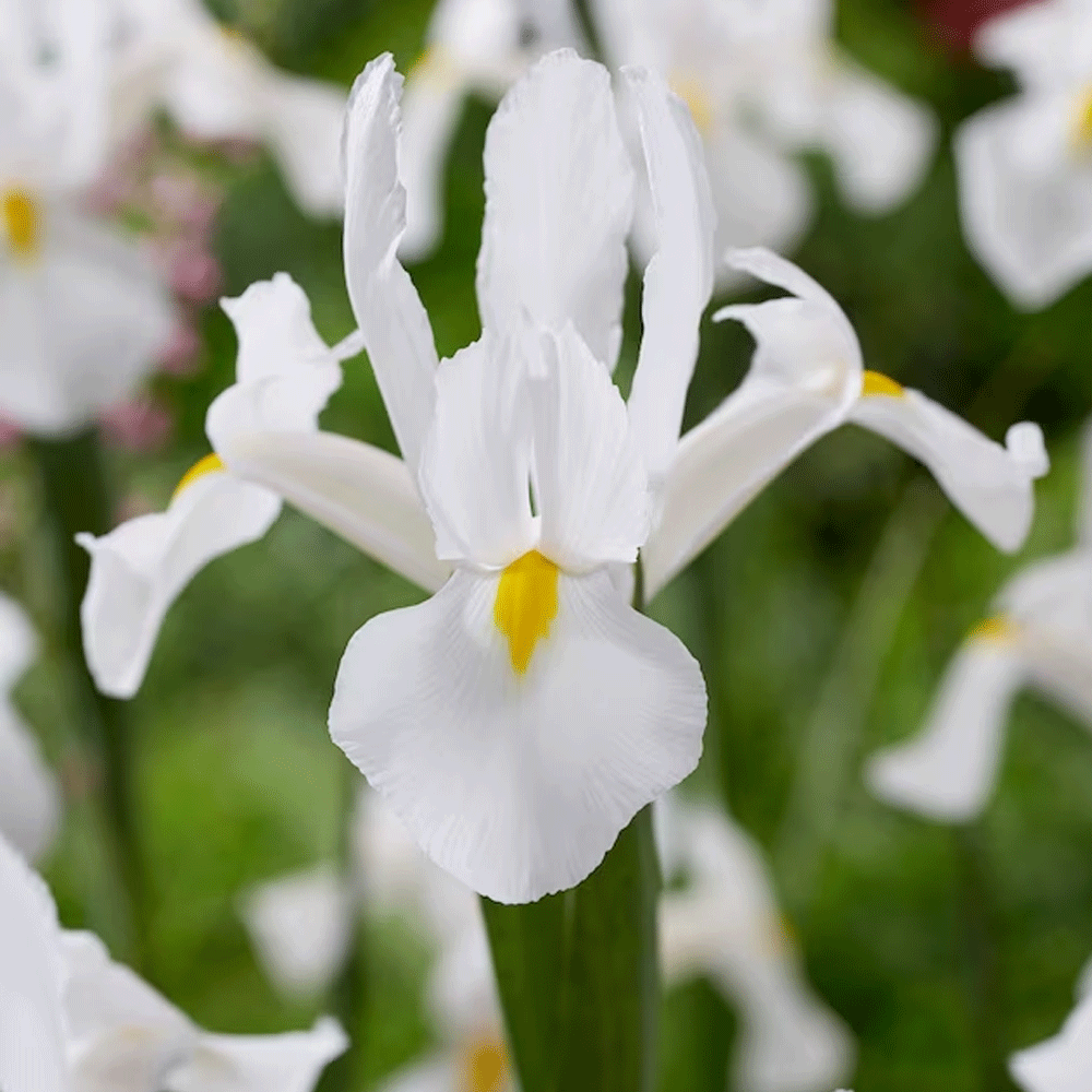 Bulbi Iris White van Vliet 10 buc