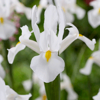 Thumbnail for Bulbi Iris White van Vliet 10 buc