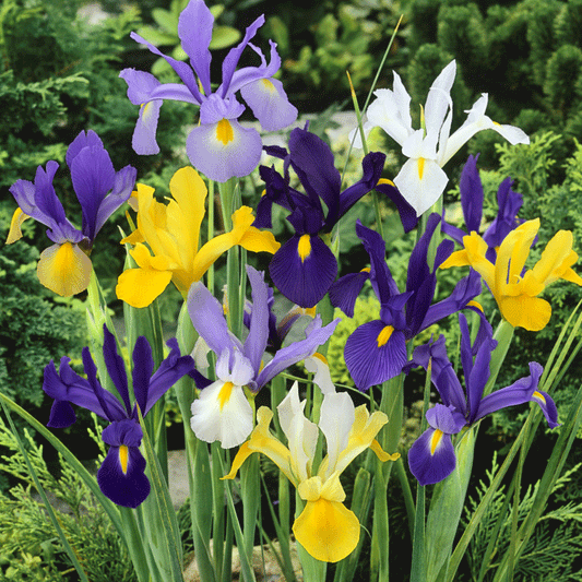 Bulbi Iris Mix 10 buc