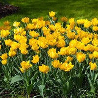 Thumbnail for Bulbi Lalele Monte Carlo 6 buc