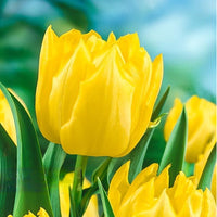 Thumbnail for Bulbi Lalele Monte Carlo 6 buc