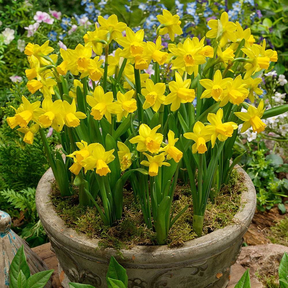 Bulbi Narcise Tete a Tete 8 buc