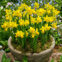 Thumbnail for Bulbi Narcise Tete a Tete 8 buc