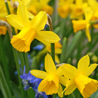 Thumbnail for Bulbi Narcise Tete a Tete 8 buc