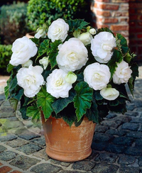 Thumbnail for Bulbi Begonia Double large flowering Alb 3 buc