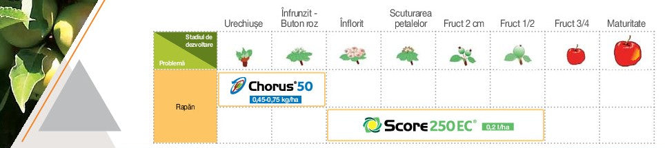 Schema rapan pomi fructiferi chorus
