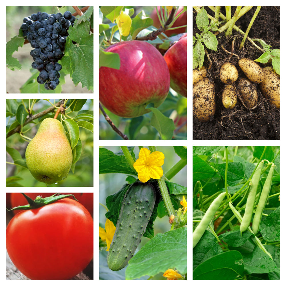 Fungicid Champ 77WG (30g, 300g, 1kg)