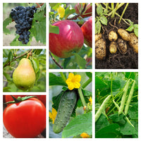 Thumbnail for Fungicid Champ 77WG (30g, 300g, 1kg)