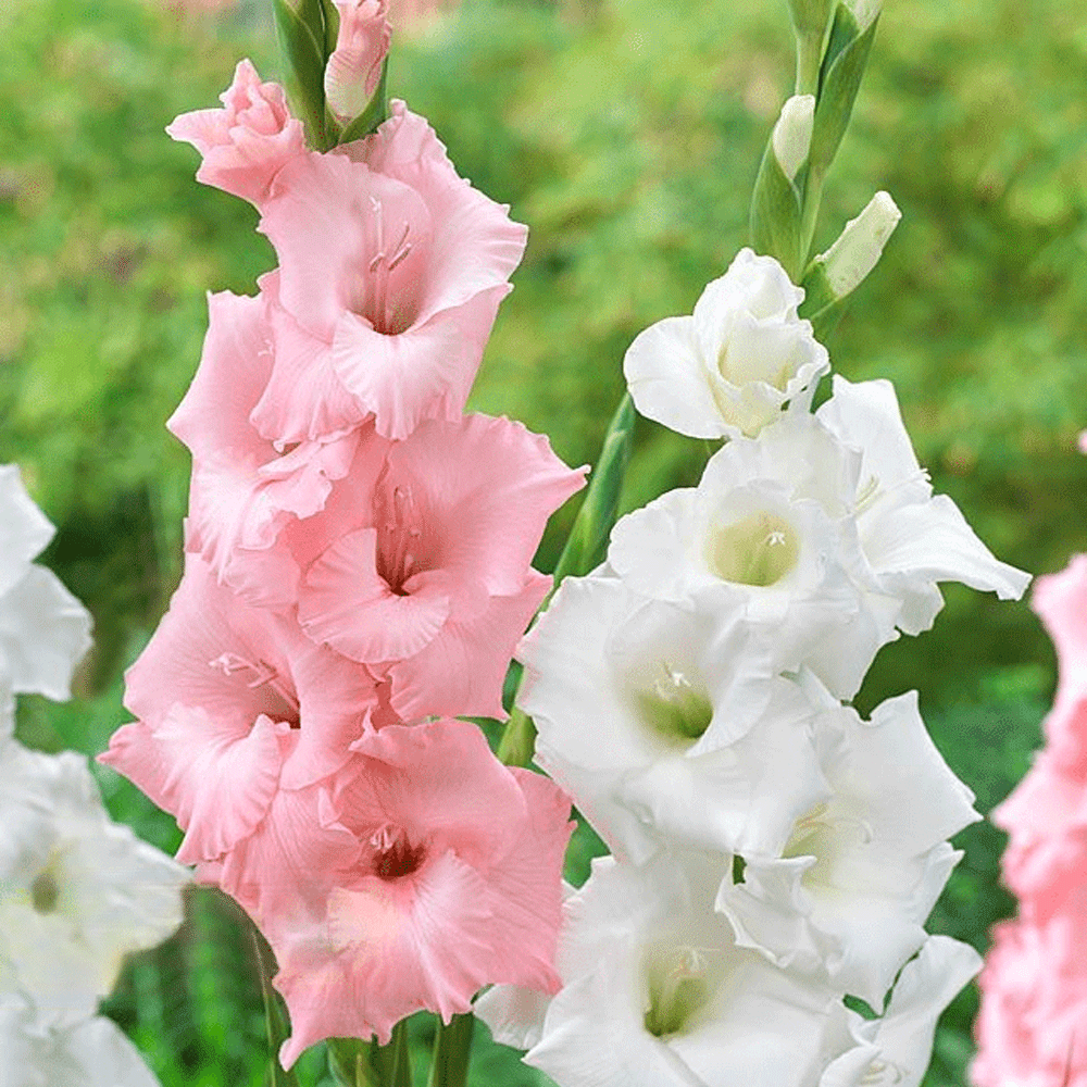 Bulbi Gladiole Roz & Alb 10 buc