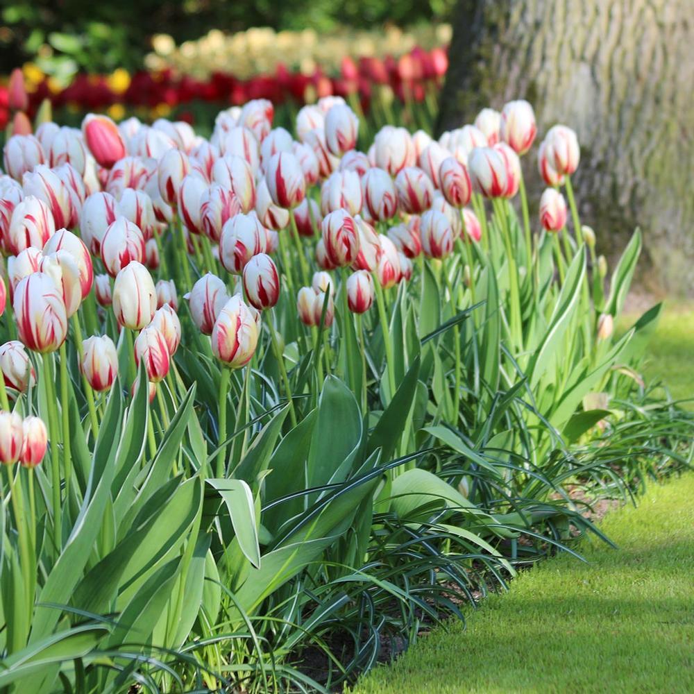 Bulbi Lalele Happy Generation 6 buc