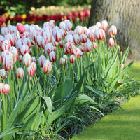 Thumbnail for Bulbi Lalele Happy Generation 6 buc