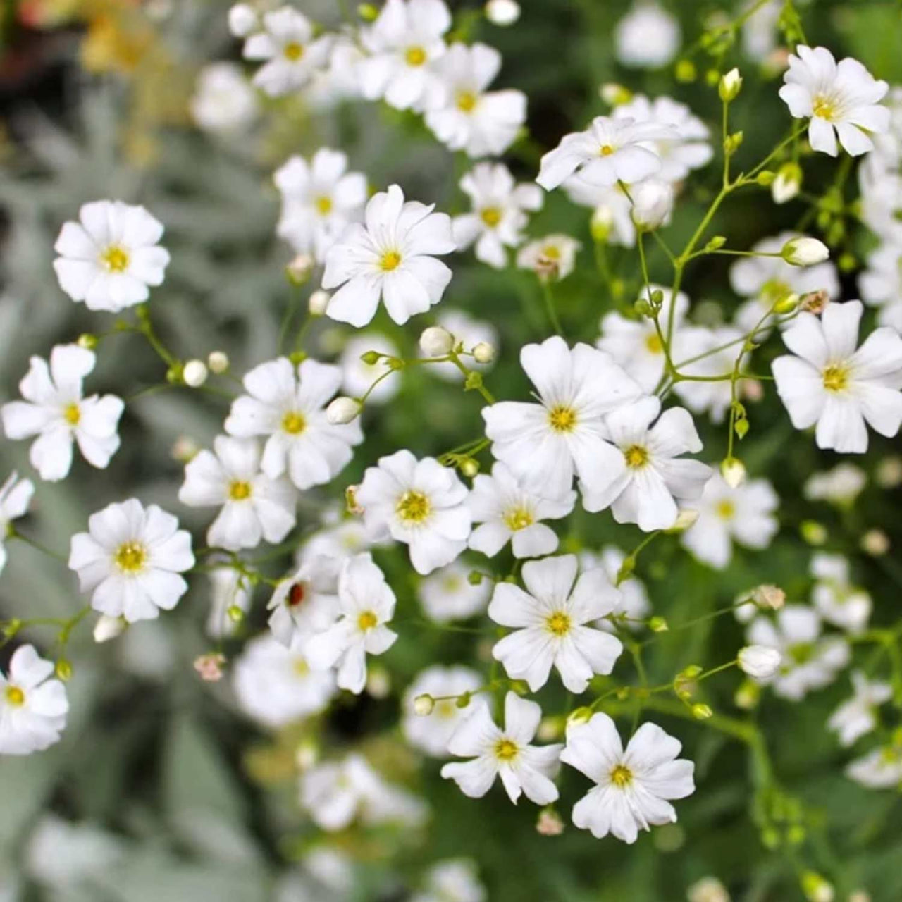 Bulbi Floarea Miresei - Gypsophila Paniculata 2 buc