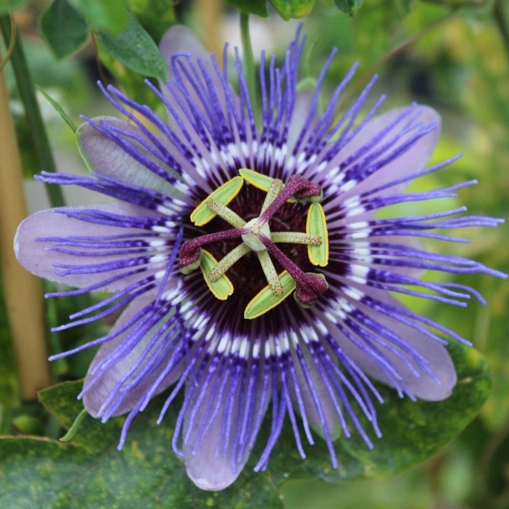 Floarea pasiunii cataratoare (Passiflora caerulea)