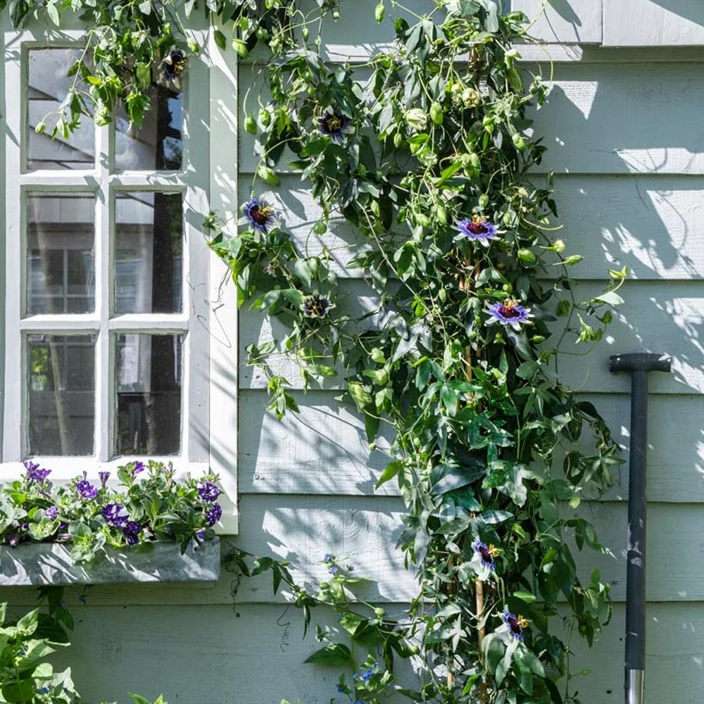 Floarea pasiunii cataratoare (Passiflora caerulea)