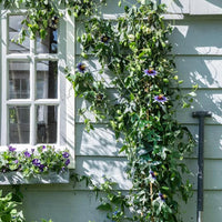 Thumbnail for Floarea pasiunii cataratoare (Passiflora caerulea)