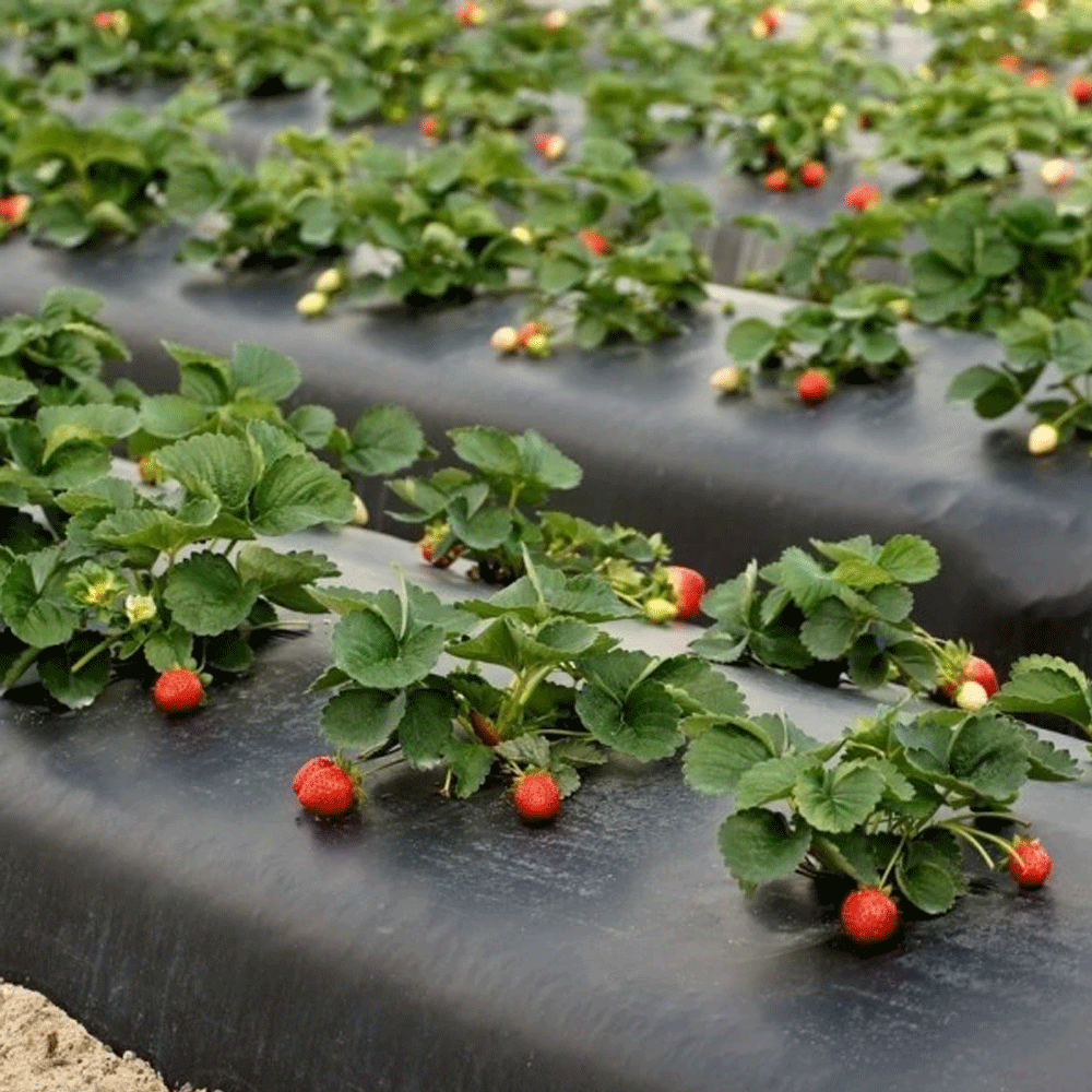 Folie de Mulcire pentru capsuni