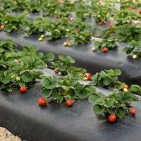 Thumbnail for Folie de Mulcire pentru capsuni