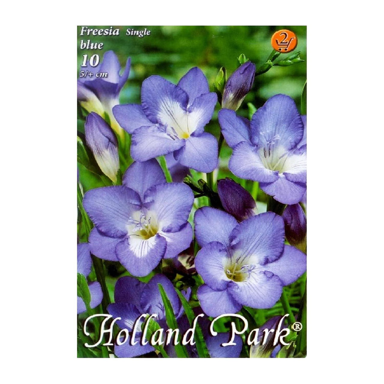 Bulbi Frezii albastre 10 buc