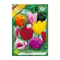 Thumbnail for Bulbi Lalele Fringed Mixed 8 buc