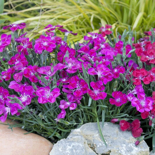Seminte flori Garofite de stanci (Dianthus deltoides) roz 0.1g