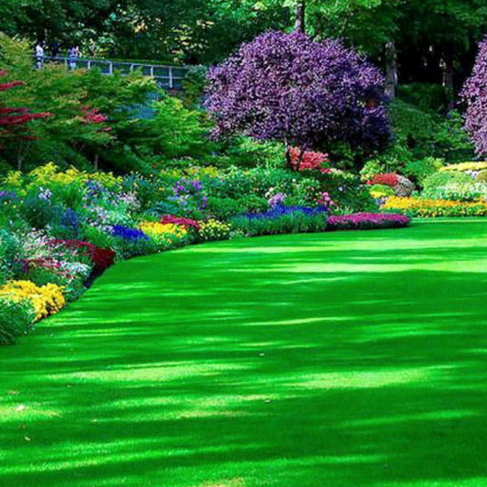 Seminte de gazon amestec (250 g, 500 g, 1 kg)