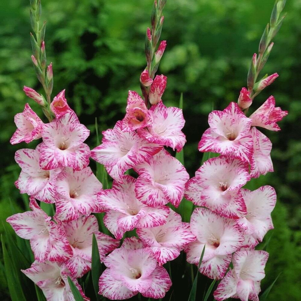 Bulbi Gladiole My Love 10 buc