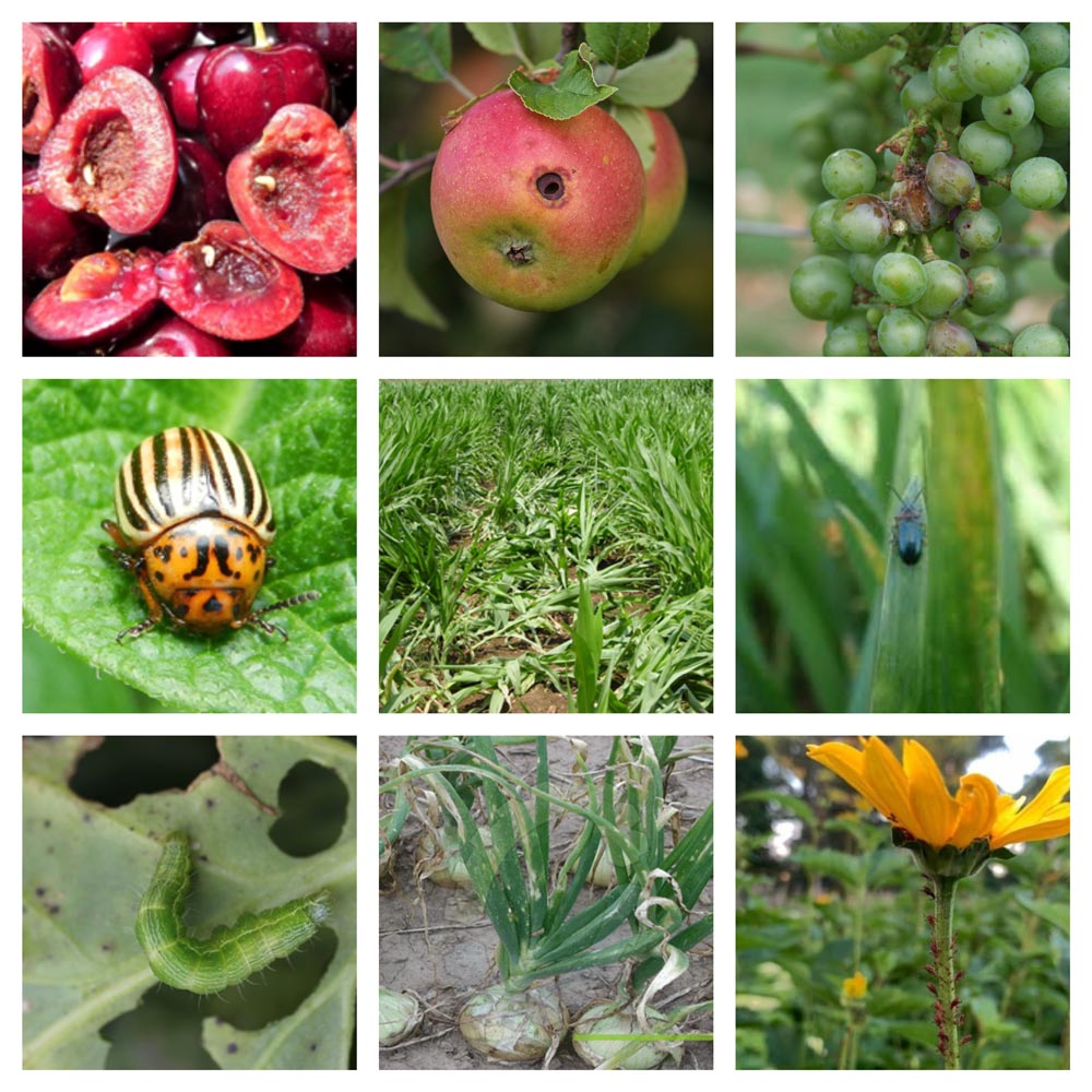 Insecticid Karate Zeon (2ml, 10ml, 25ml, 100ml, 1 L)