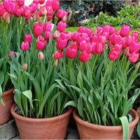 Thumbnail for Bulbi Lalele Don Quichotte 6 buc