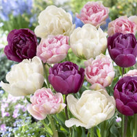 Thumbnail for Bulbi Lalele Duble Duo Roz si Alb 6 buc