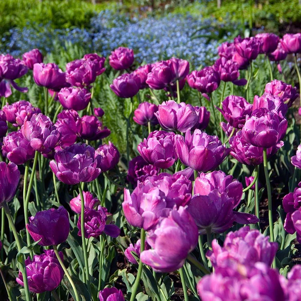 Bulbi Lalele Blue Diamond 6 buc