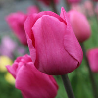 Thumbnail for Bulbi Lalele Don Quichotte 6 buc