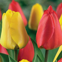 Thumbnail for Bulbi Lalele Duo Rosu si Galben 6 buc