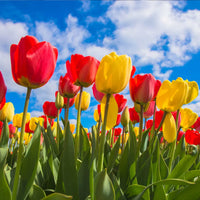 Thumbnail for Bulbi Lalele Duo Rosu si Galben 6 buc