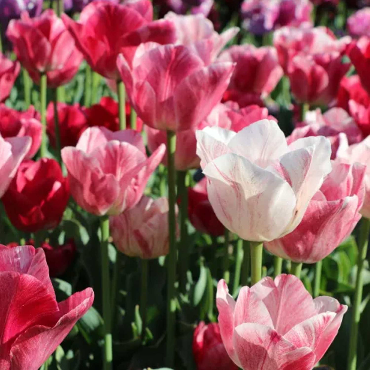 Bulbi Lalele Duo Roz si Alb 6 buc