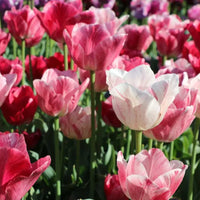 Thumbnail for Bulbi Lalele Duo Roz si Alb 6 buc